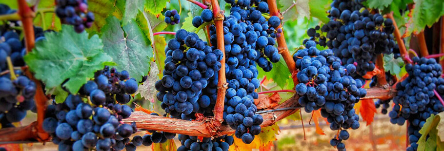 Pinot Noir grapes on the vine.