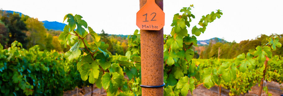 A row of Malbec grapes growing on the vine.