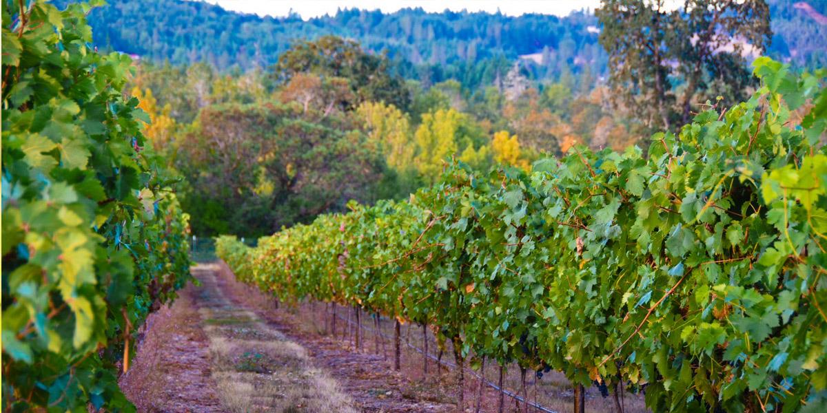 Red Grapes on the Vine