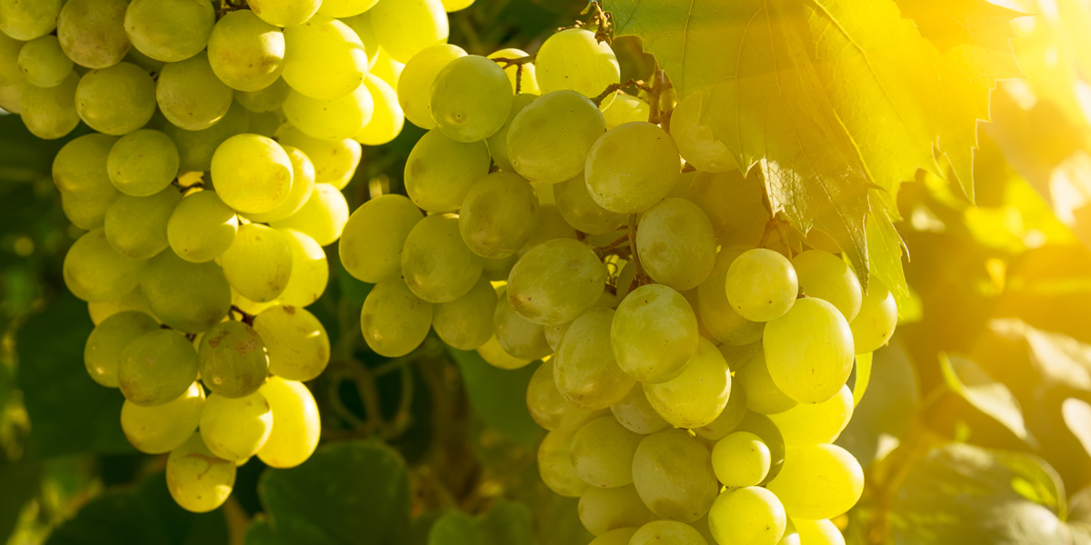 White Grapes on the Vine